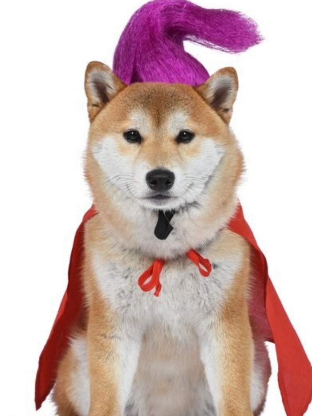 Disney Mary Sanderson Pet Costume - Red & Purple